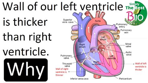 why is left ventricle thicker